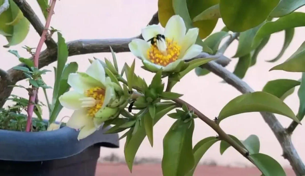 Flores de ora-pro-nóbis em vaso, ilustrando o processo de plantio e propagação dessa planta nutritiva.