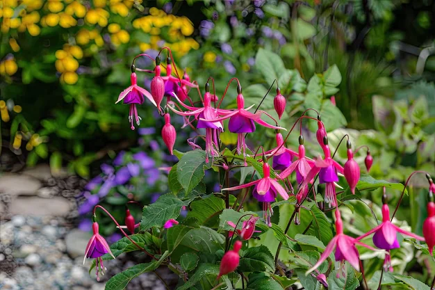 Flores de fúcsia em jardim colorido.