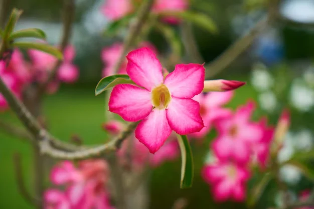 Flor rosa de Adenium com bordas brancas. 