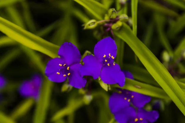 Flores roxas com detalhes amarelos.