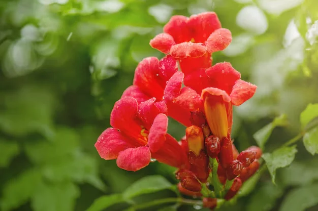 Flores vermelhas com gotas de chuva.