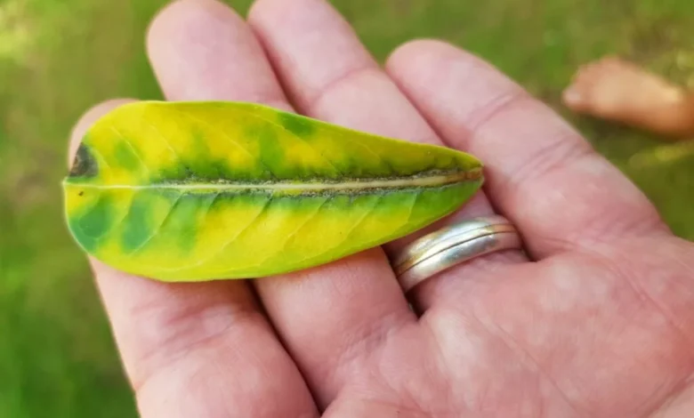 Folha amarela da rosa do deserto, indicando um possível problema com a planta, como falta de nutrientes ou estresse hídrico.