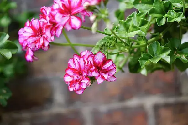 Gerânio pendente (Pelargonium peltatum) com flores coloridas e folhas verdes vibrantes.