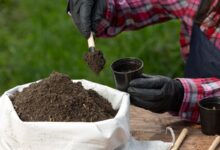 Jardineiro colocando terra em um vaso, preparando o solo para cultivo e plantio sustentável.