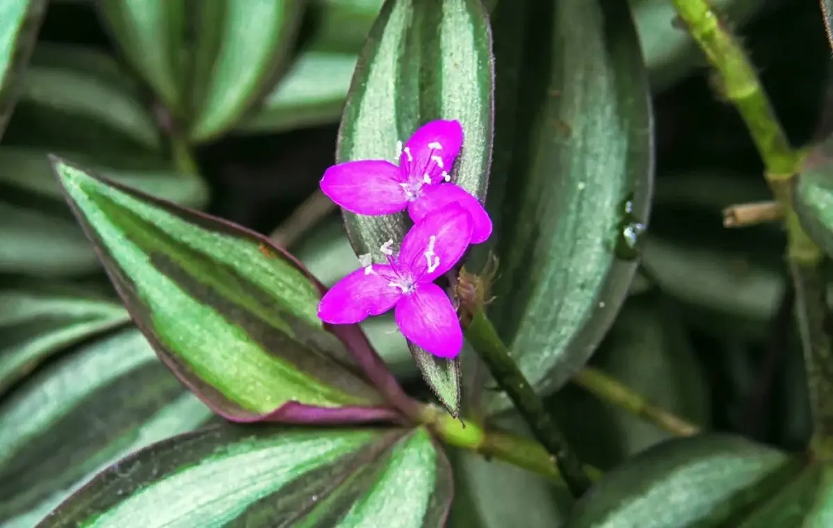 Lambari (Tradescantia zebrina) com suas folhas listradas e flores roxas vibrantes.