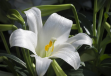 Flor de Lírio da Paz branca em meio à folhagem verde.