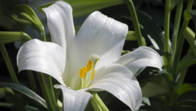 Flor de Lírio da Paz branca em meio à folhagem verde.