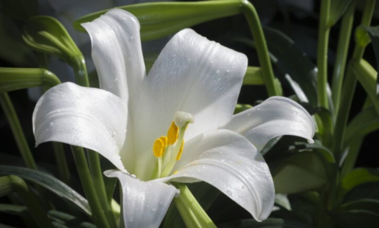 Flor de Lírio da Paz branca em meio à folhagem verde.