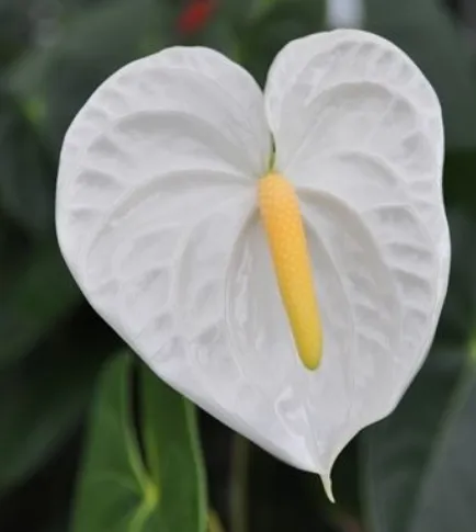 Lírio da Paz branco, com detalhes na flor e pistilo amarelo.