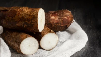 Raízes de mandioca frescas cortadas, exibindo sua textura branca e casca marrom rugosa sobre um pano branco