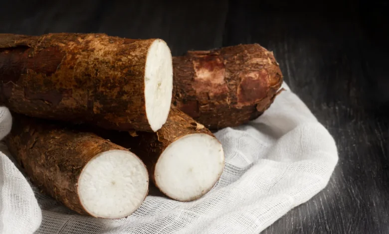 Raízes de mandioca frescas cortadas, exibindo sua textura branca e casca marrom rugosa sobre um pano branco