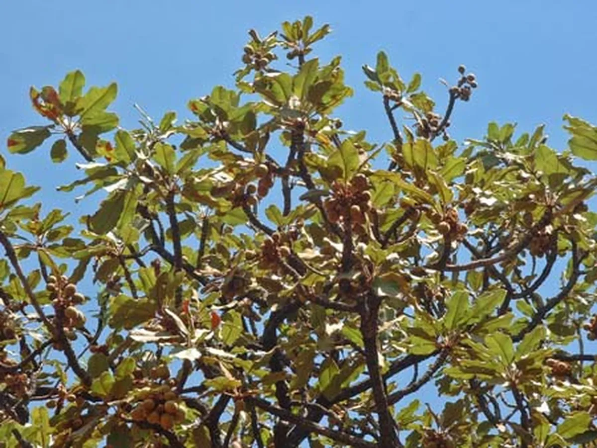 Árvore de karité com frutos, usados para a extração da manteiga de karité, ingrediente hidratante para pele e cabelos.