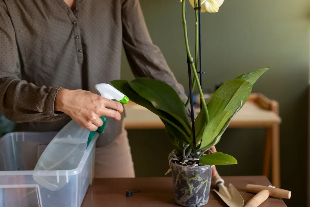 Pessoa aplicando solução com bicarbonato de sódio em uma orquídea