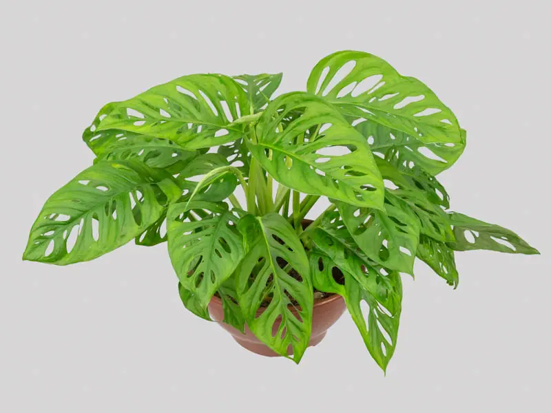 Monstera Adansonii, também conhecida como planta-coração, com folhas verdes e recortadas.