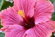 Flor de hibisco rosa com pétalas delicadas e detalhes em vermelho.