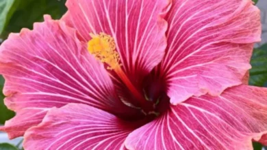 Flor de hibisco rosa com pétalas delicadas e detalhes em vermelho.