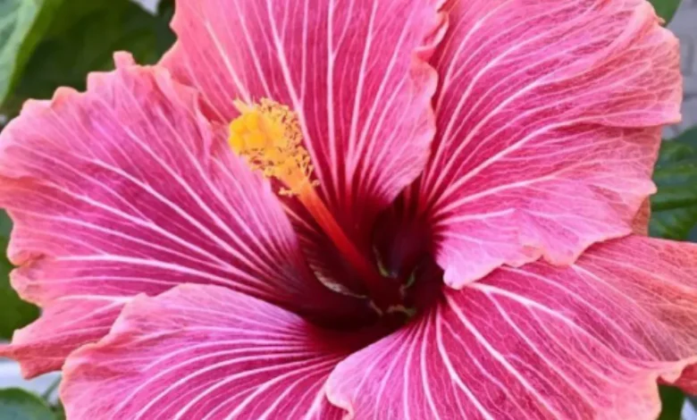 Flor de hibisco rosa com pétalas delicadas e detalhes em vermelho.