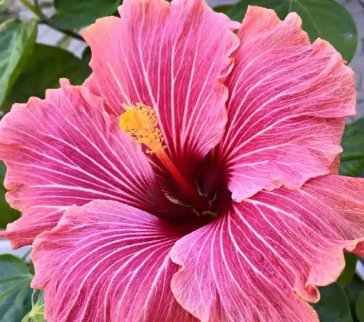Flor de hibisco rosa com pétalas delicadas e detalhes em vermelho.