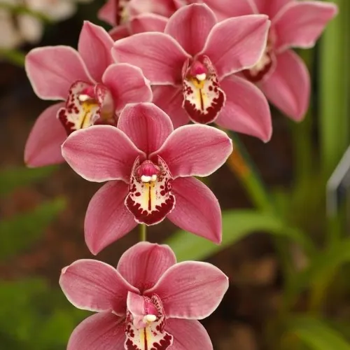 Flores de orquídea rosa, com detalhes em branco.