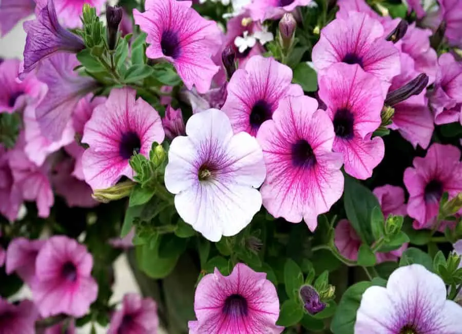 Petúnias coloridas em vaso, com flores rosadas e brancas em destaque.