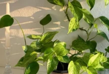 Planta pothos em vaso decorativo, recebendo luz do sol ao lado de um castiçal de vidro.