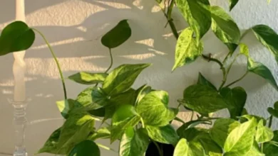 Planta pothos em vaso decorativo, recebendo luz do sol ao lado de um castiçal de vidro.