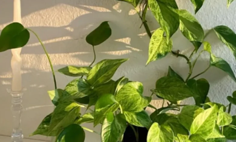 Planta pothos em vaso decorativo, recebendo luz do sol ao lado de um castiçal de vidro.