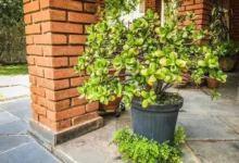 Planta-jade (árvore do dinheiro) crescida em vaso grande no exterior, com folhas verdes exuberantes.