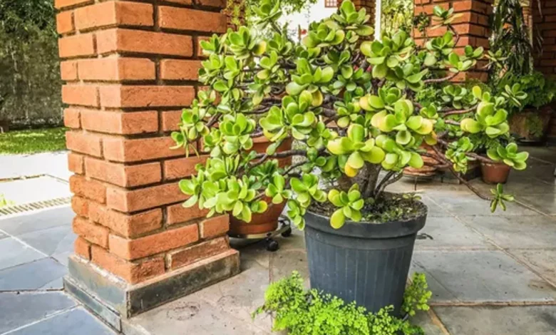 Planta-jade (árvore do dinheiro) crescida em vaso grande no exterior, com folhas verdes exuberantes.