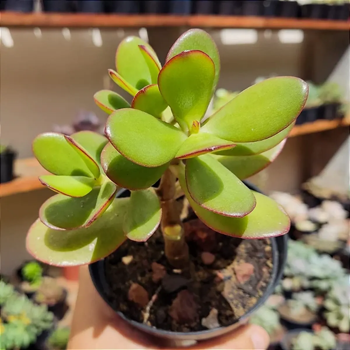 Planta-jade jovem em vaso, mostrando suas folhas verdes e saudáveis com bordas vermelhas.