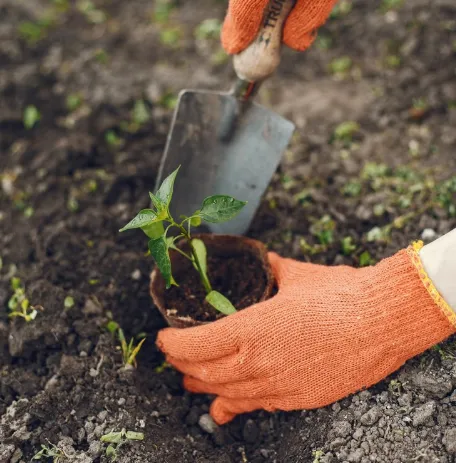 Mãos usando luvas plantando muda no solo com uma pá.