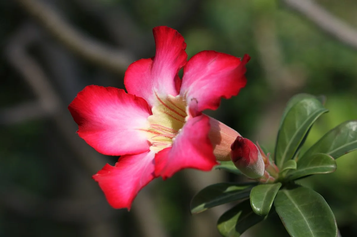 Imagem de flor da rosa do deserto, simbolizando a beleza da planta, que pode ser mantida saudável com soluções práticas contra o amarelamento das folhas.