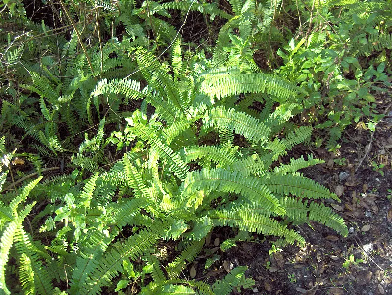 Samambaia Americana (Nephrolepis exaltata) em ambiente natural, exibindo suas folhas verdes e exuberantes.