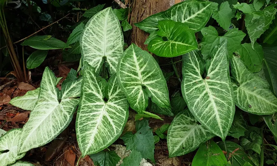 Singônio (Syngonium angustatum) com folhas verdes e brancas, exibindo seu padrão único.