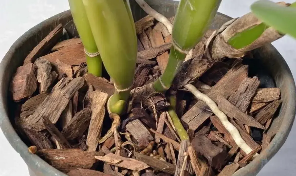 Raízes de orquídea em substrato de casca de pinus, mostrando a base saudável para o crescimento.