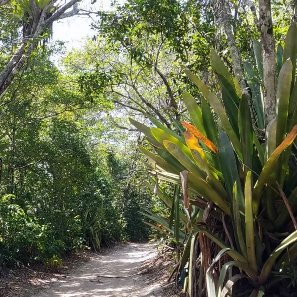  Trilha cercada por vegetação exuberante e bromélias na Península de Maraú, um destino ideal para ecoturismo