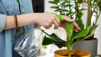 Mulher borrifando solução natural em plantas para mantê-las saudáveis