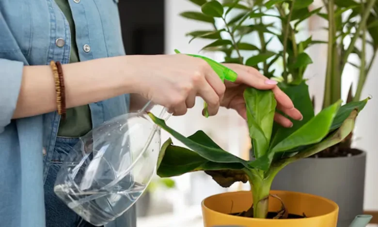 Mulher borrifando solução natural em plantas para mantê-las saudáveis