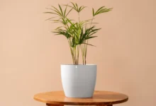 Planta em vaso branco sobre mesa de madeira, destacando o cultivo em vaso adequado.