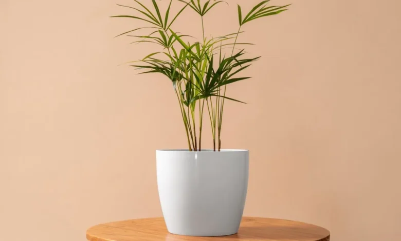 Planta em vaso branco sobre mesa de madeira, destacando o cultivo em vaso adequado.