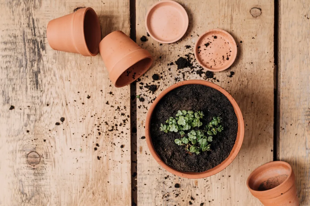 Vasos de barro com terra e plantas em um ambiente natural.