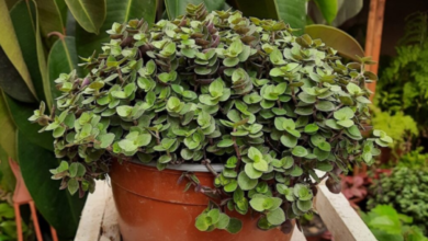 Vaso com a planta brilhantina ( Callisia repens ), de folhas pequenas e verdes, em um ambiente com outras plantas ao fundo.