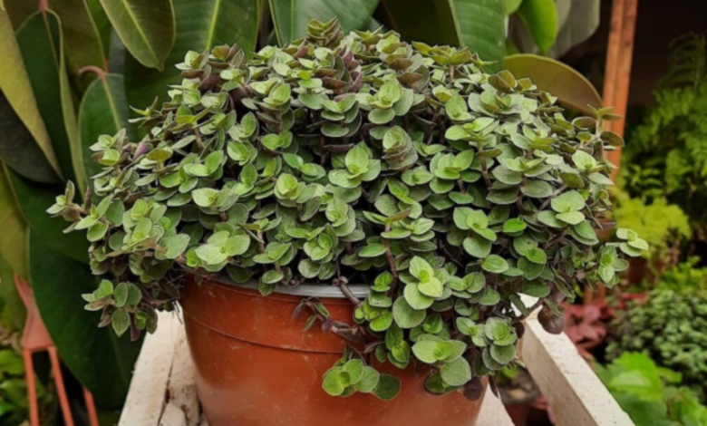 Vaso com a planta brilhantina ( Callisia repens ), de folhas pequenas e verdes, em um ambiente com outras plantas ao fundo.