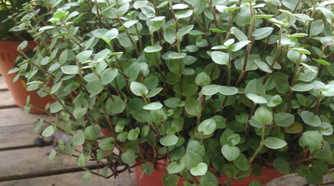 Vaso com a planta brilhantina ( Callisia repens ), com folhagem densa e pequenas folhas verdes arredondadas.