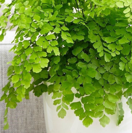 Avenca (Adiantum sp)