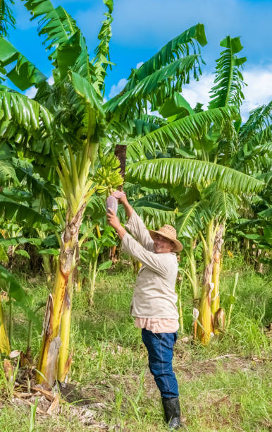  Agricultor colhendo bananas em uma plantação tropical