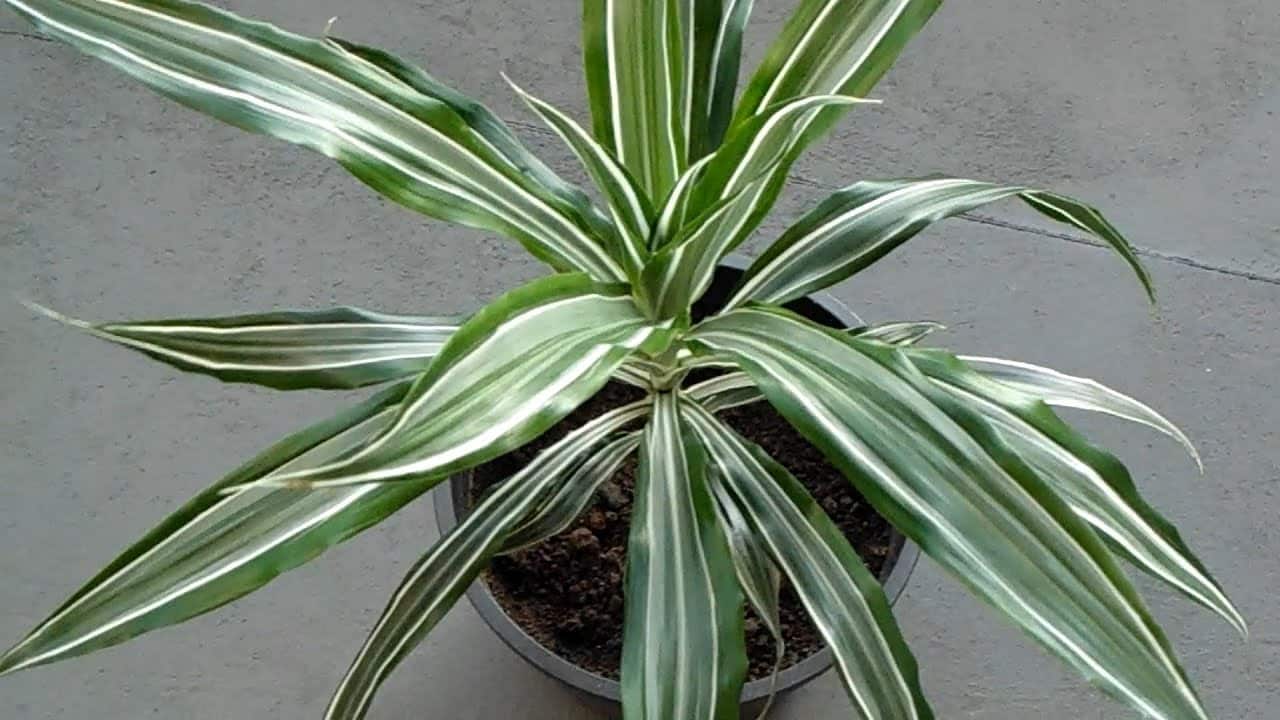 Plantas podem purificar o ar da sua casa? Veja o que diz a ciência