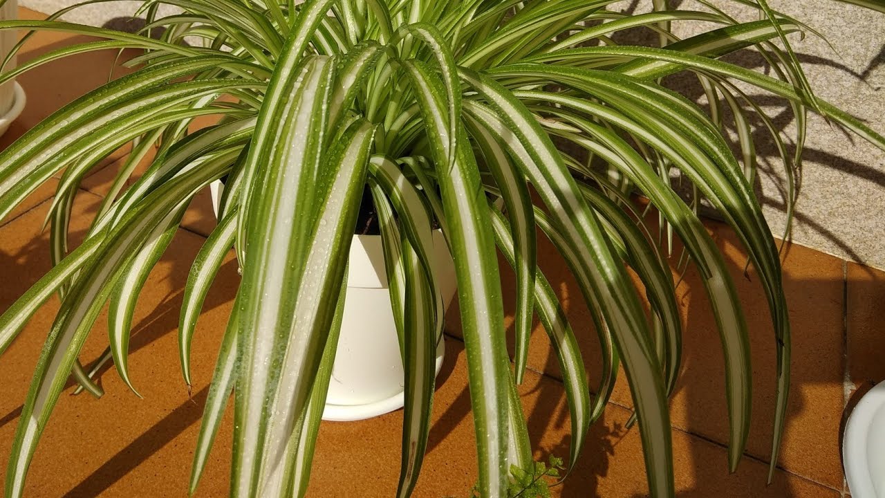 Socorro, afoguei minha planta. É possível salvar? veja dicas