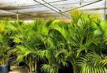 Plantas de Palmeira-Areca dispostas em vasos, ideal para decoração interna.