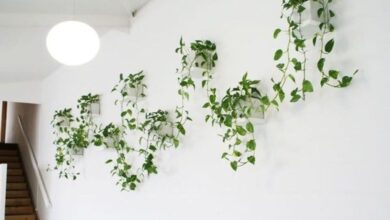 Planta Jiboia pendente em uma parede, com folhagens verdes e saudável.